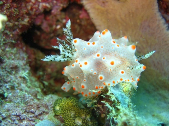 Al fondo del fondo marino 